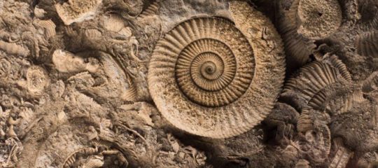 pierre Ammonite