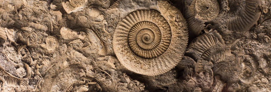 pierre Ammonite